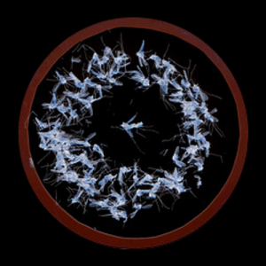 Dark Ambient Radio