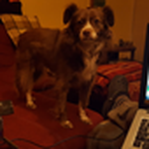 Radio Laika