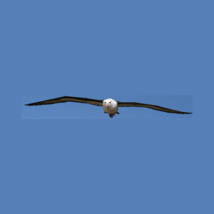 Albatross Audio